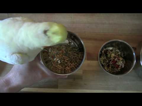 download lagu mp3 mp4 Cockatiel Diet, download lagu Cockatiel Diet gratis, unduh video klip Cockatiel Diet
