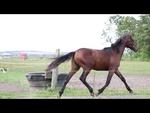 DTC's Derbyauktion 2021 - Katalog Nr 12