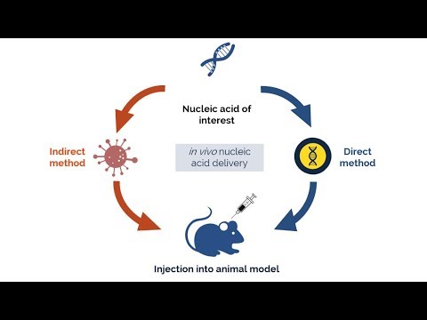 [Webinar] in vivo delivery from study to gene therapy