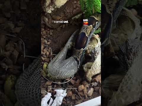 Veterinário registra muda de pele de serpente e detalhe chama atenção