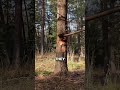 This Tree Squirts Blood