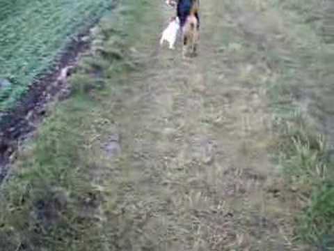 Großer schweizer sennenhund Laik Jack Russell Shila