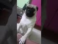 Cute Pug Sitting Like A Human Shorts