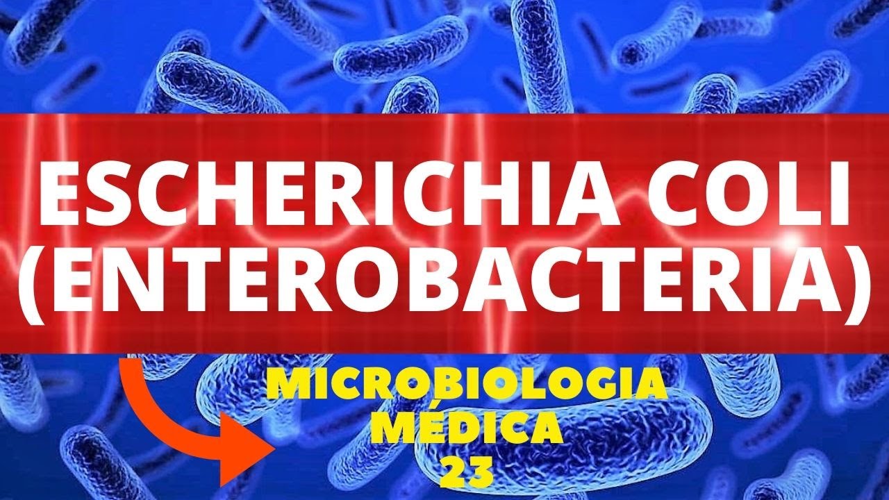 ESCHERICHIA COLI (ENTEROBACTERIA) - MICROBIOLOGIA MÉDICA - AULA 23