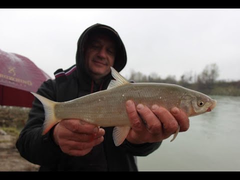 FEEDEROM NA SAVSKE ŠTUPSERE - Ninoslav Žagar