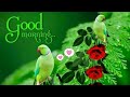 GOOD MORNING Video