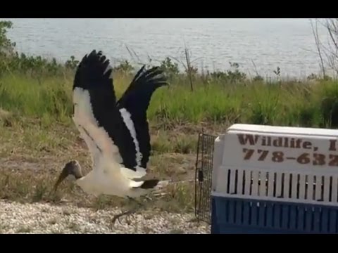 Rescue Bird Release At Terra Ceia - Bradenton Herald - Bradenton.com