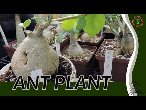 ANT PLANT Information and Growing Tips! (Hydnophytum formicarum)