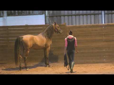 download lagu mp3 mp4 Buy Arabian Horse, download lagu Buy Arabian Horse gratis, unduh video klip Buy Arabian Horse