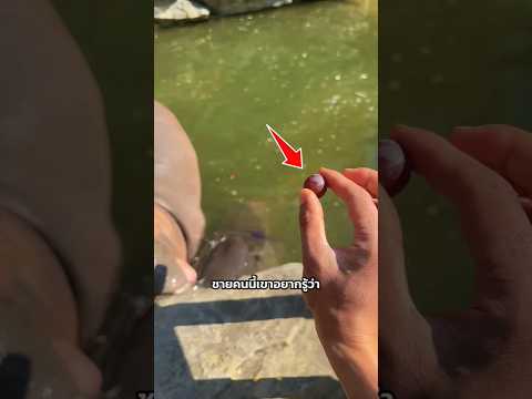 เขาให้องุ่นเม็ดเล็กกับฮิปโปตัวใหญ่ 😂❤️ #shorts