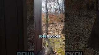 BEHIND THE SCENES - HOMESTEADING LIFE #chicken #chickencoop #gardening