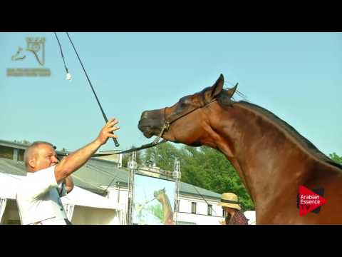 N.90 PISTOLERO - 2017 Pride Of Poland - 4/6 Years Old Stallions (Class 10)