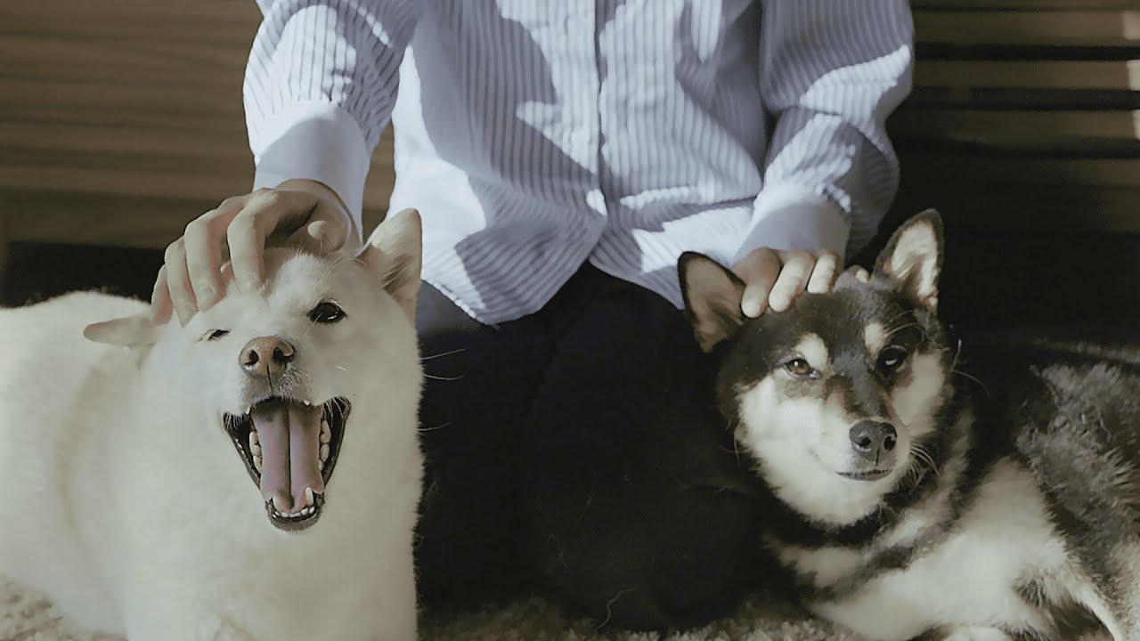 新しく家族が増えます。