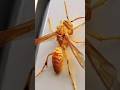 Bhir K Katne Ka Ilaj How To Treat Wasp Sting Tamoori K Katne Ka Ilaj Poondi K Katne Ka Ilaj