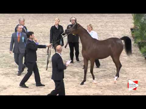 N.2 REWAYAH ATHBAH - Paris 2015 - Yearling Fillies (Class CM1 A)