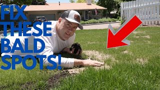 How to Fix BALD SPOTS in your Lawn
