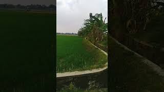 Download lagu nikmatnya sarapan mie ayam di tepi sawah mp3
