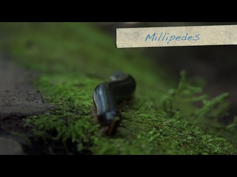 Fieldwork in the Peruvian Amazon | Millipedes