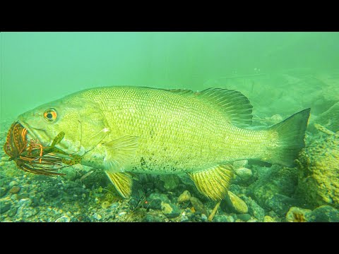 UNDERWATER BASS STRIKES ON JIGS!!! + Jig Fishing Tips!!