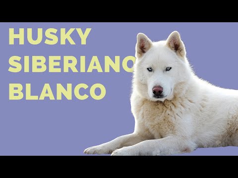 9 facts you DIDN'T KNOW about the WHITE SIBERIAN HUSKY (Albino Siberian Wolf)