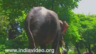 Elephant Bathing at Punnathoorkotta 