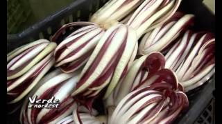 preview picture of video 'processo di sbiancamento del radicchio, Martellago (VE)'