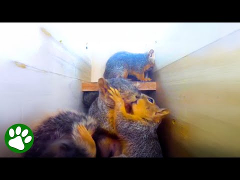 I Built Tiny Homes for Wild Squirrels And This Is What Happened