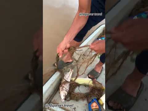 Día de pesca 🎣 en el rio cimitarra🇨🇴.  #colombia #pesca #pescaesportiva #pescador