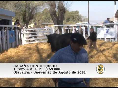 25-08-16 Venta de Toros A.A. P.P. - Cabaña Don Alfredo - Olavarria.