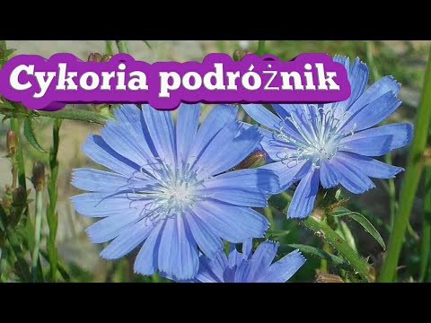 130. Cykoria Podróżnik Właściwości :-)