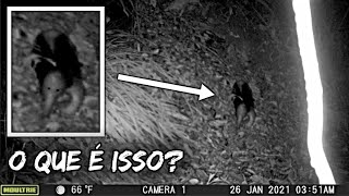 CRIATURA ESTRANHA É FILMADA POR CÂMERA DE TRILHA!