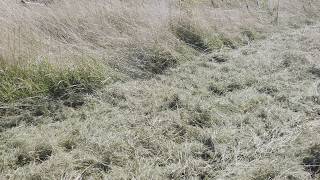 Ahead 200 tractor mulcher | Image 4 - Agroline