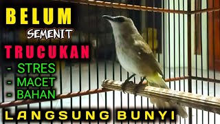 Download lagu pancingan jitu BELUM SEMENIT trucukan MACET - STRES - BAHAN langsung bunyi mp3