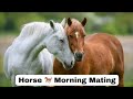 Horse Mating Breeding Bloodline Horse Mating Viralvideo Horse