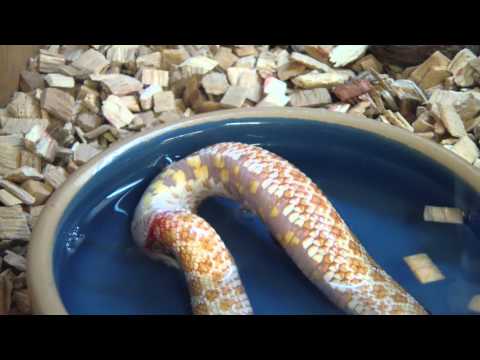 งูกินหาง