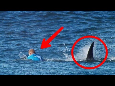 10 Hiu Terganas Di Dunia,Jagan Nonton Kalau anda penakut