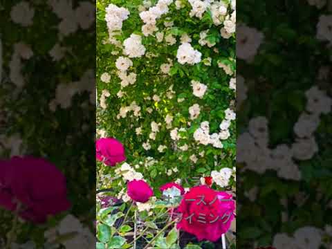 つるバラ「バーデナー・ゾンマーグリュス」 植物