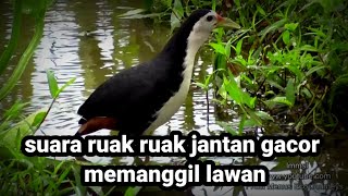 Download lagu suara burung ruak ruak jantan memanggil lawan mp3 Download lagu suara burung ruak ruak jantan memanggil lawan mp3
