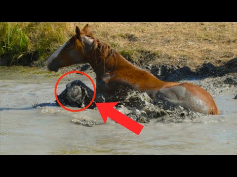 Horse Tries To Save Something - When People See What It Is, They Burst Into Tears