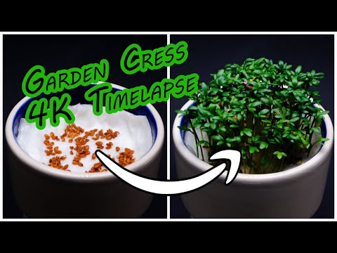 Garden Cress Time Lapse [4K]