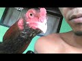 CIRI KHAS AYAM PUKUL BADAN
