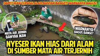 Download lagu NYESER IKAN HIAS DARI ALAM KE SUMBER MATA AIR TERJERNIH! BANYAK WILD BETTA SAMPE BRUSHMOUTH! mp3