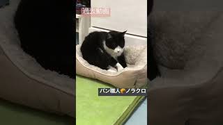 パン職人🥐ノラクロ【猫】