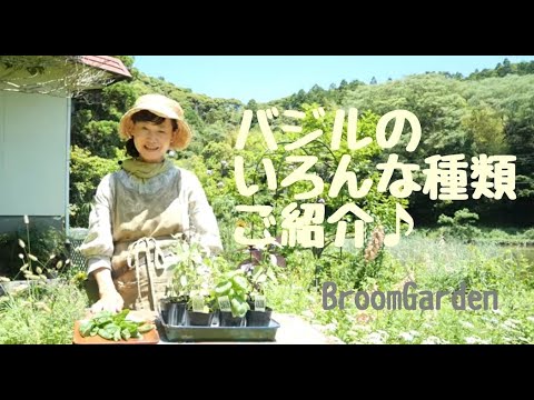レッドバジル:最高の品種 植物