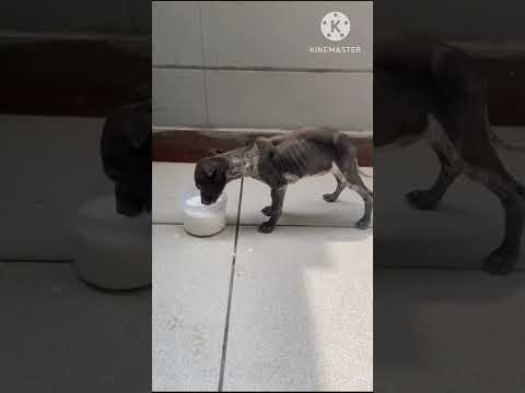 please save the animals  #viralvideo  #trendyvideo  #shortvideo  nenu mi shailaja