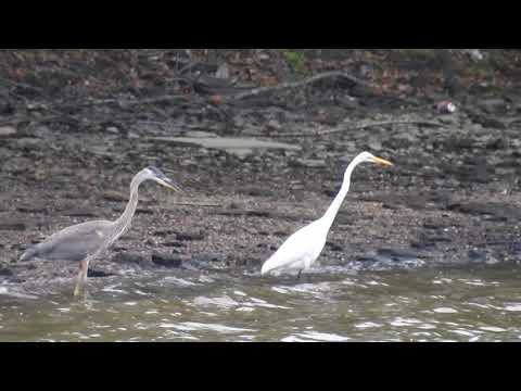 Great Egret and Great Blue Heron Fishing side by side