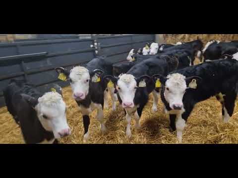 18 Quality Hereford heifer calves for sale - Image 2