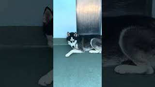 Video preview image #1 Siberian Husky Puppy For Sale in Pasadena, CA, USA