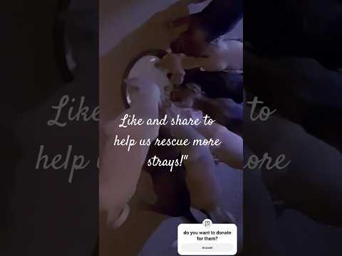 Hungry #Puppies Cries Until Gets Milk #doglover #puppy #animalrescuemission #puppypic #happypaws