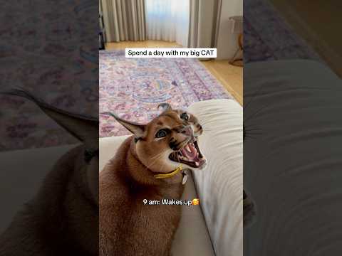 Spend a day with Pumba